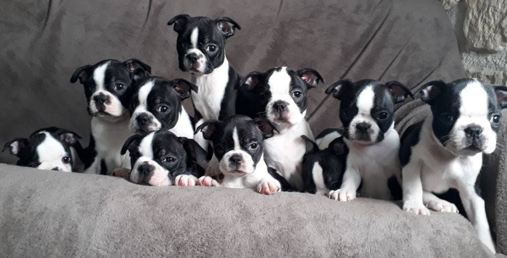 De L'Elite Du Kevezer - Boston Terrier - Portée née le 24/02/2020