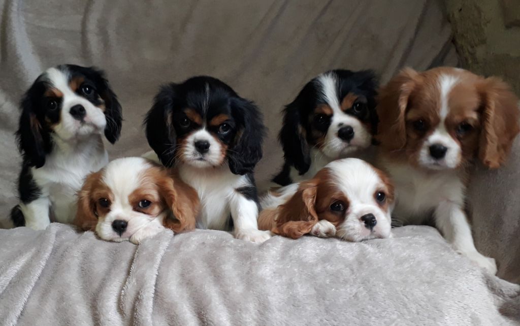 De L'Elite Du Kevezer - Cavalier King Charles Spaniel - Portée née le 13/07/2019