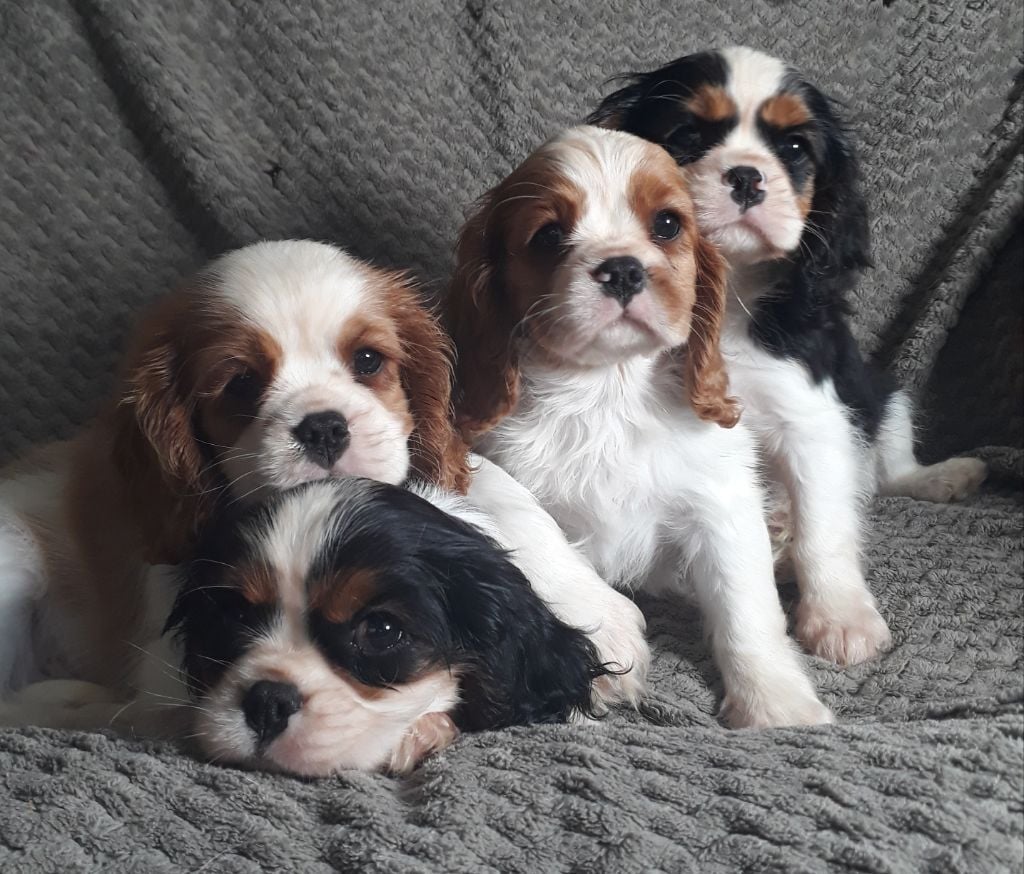 De L'Elite Du Kevezer - Cavalier King Charles Spaniel - Portée née le 05/05/2020