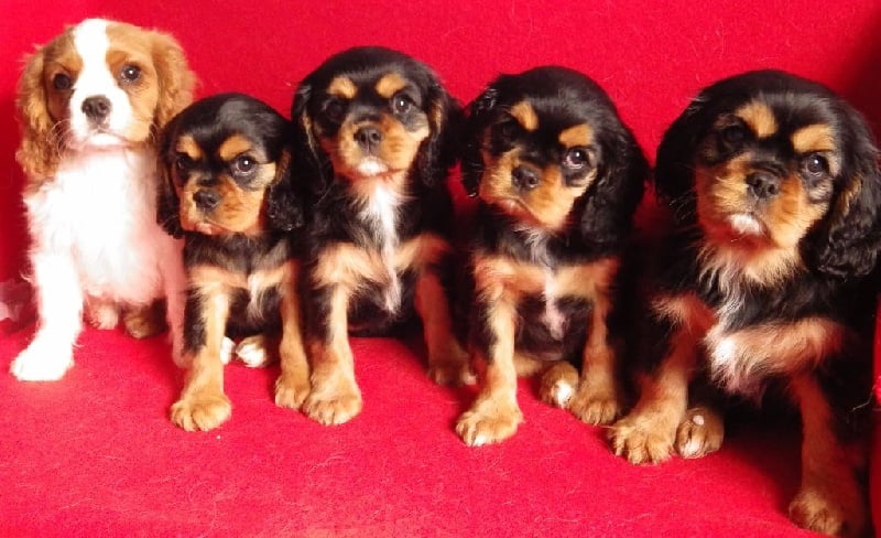 De L'Elite Du Kevezer - Cavalier King Charles Spaniel - Portée née le 30/01/2016