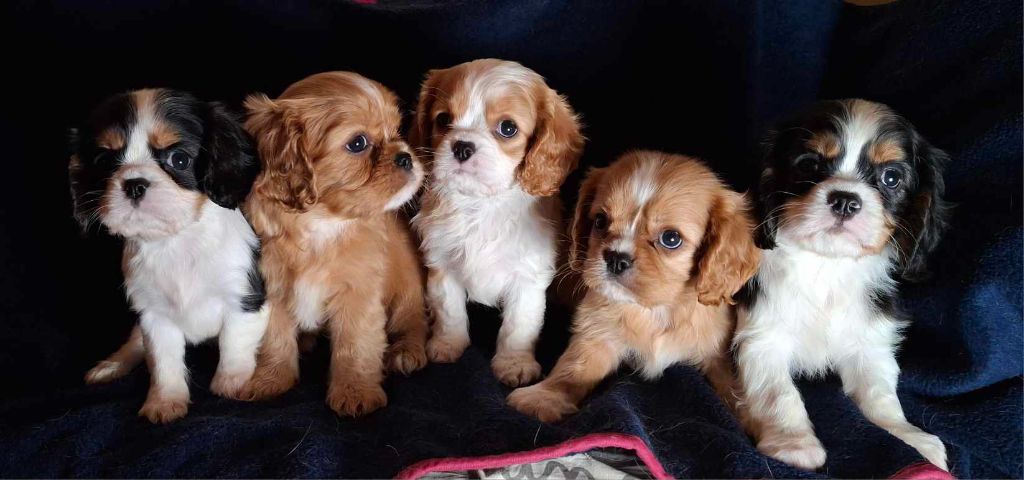 De L'Elite Du Kevezer - Cavalier King Charles Spaniel - Portée née le 09/08/2024