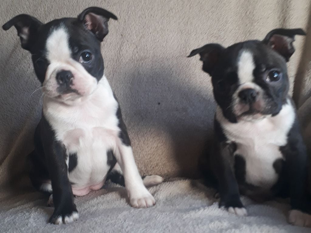 De L'Elite Du Kevezer - Boston Terrier - Portée née le 26/09/2020