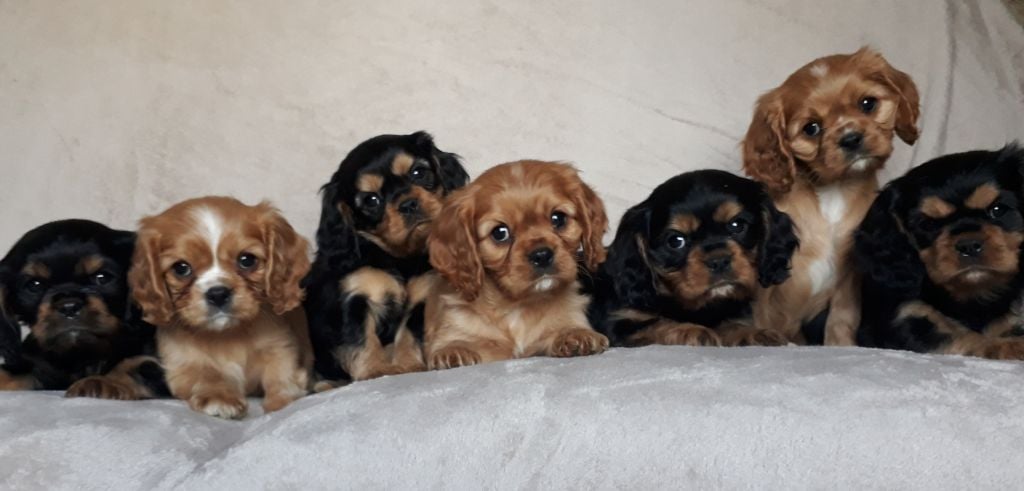 De L'Elite Du Kevezer - Cavalier King Charles Spaniel - Portée née le 17/12/2018