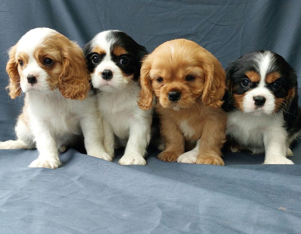 De L'Elite Du Kevezer - Cavalier King Charles Spaniel - Portée née le 13/03/2023