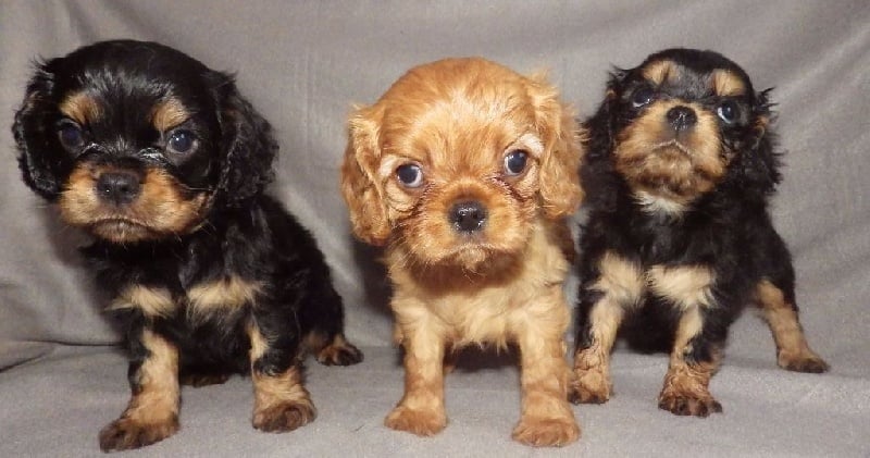 De L'Elite Du Kevezer - Cavalier King Charles Spaniel - Portée née le 22/12/2015