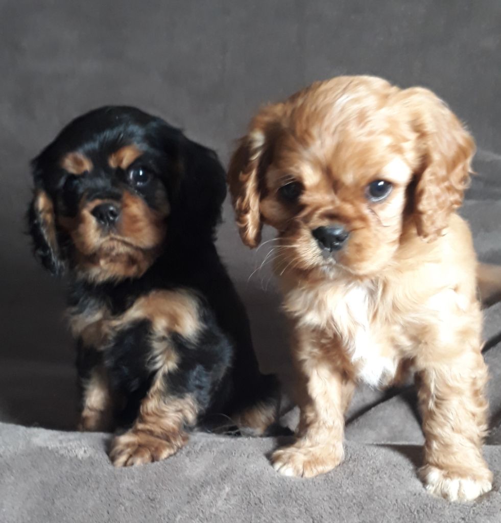 De L'Elite Du Kevezer - Cavalier King Charles Spaniel - Portée née le 07/01/2020