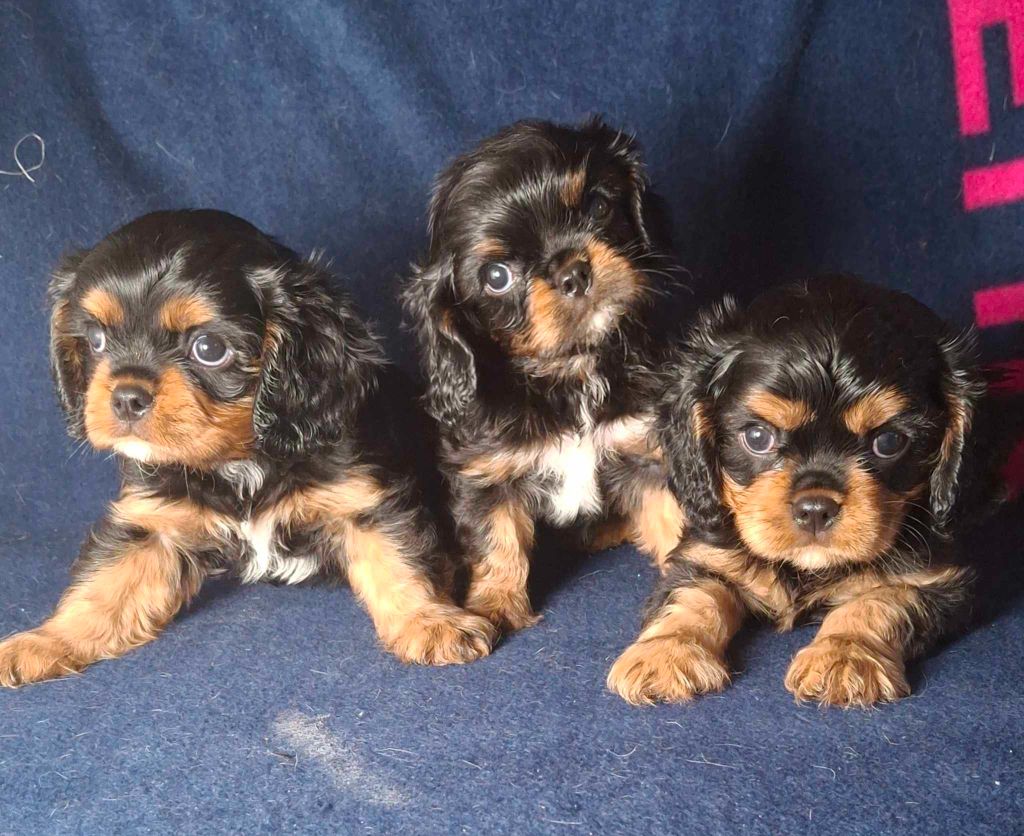 De L'Elite Du Kevezer - Cavalier King Charles Spaniel - Portée née le 27/05/2024