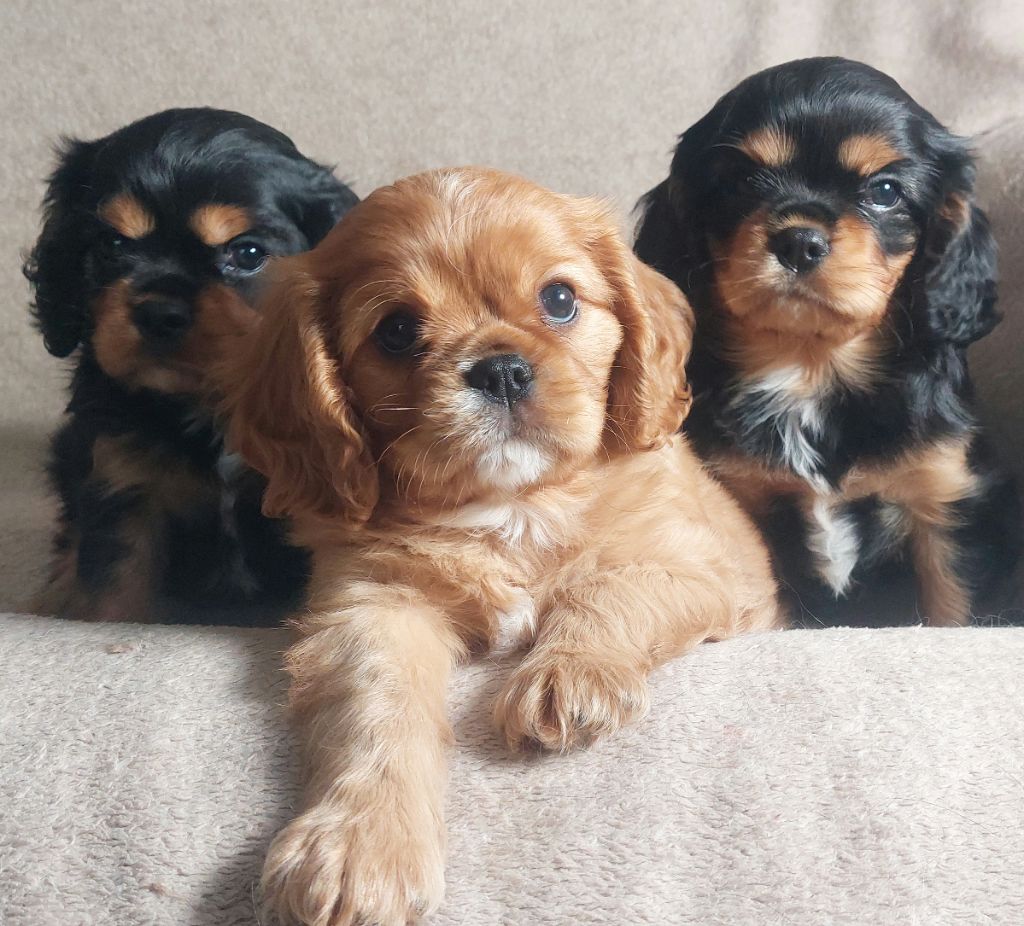 De L'Elite Du Kevezer - Cavalier King Charles Spaniel - Portée née le 16/05/2021