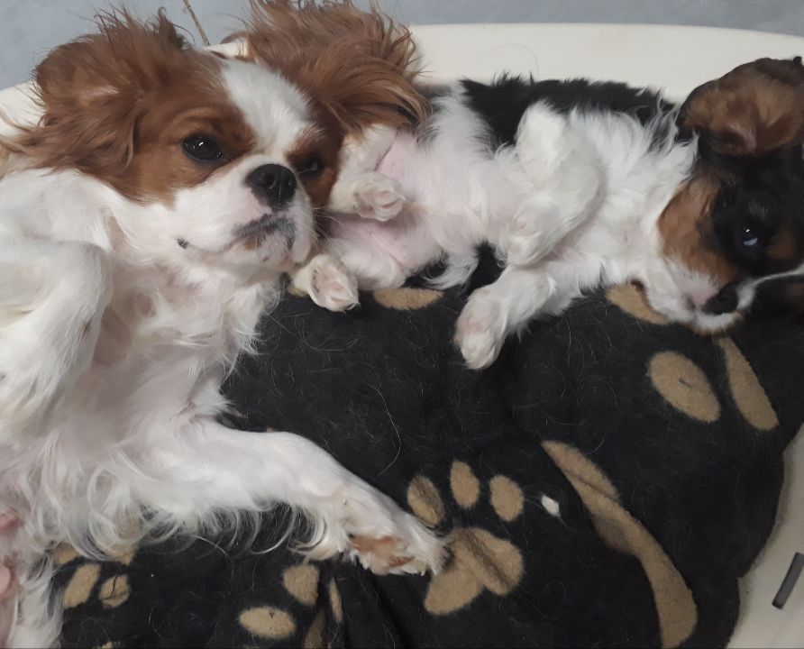 De L'Elite Du Kevezer - Cavalier King Charles Spaniel - Portée née le 22/10/2019