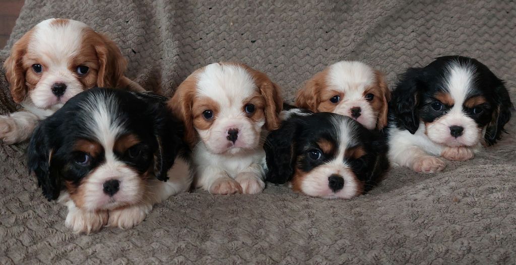 De L'Elite Du Kevezer - Cavalier King Charles Spaniel - Portée née le 12/06/2021