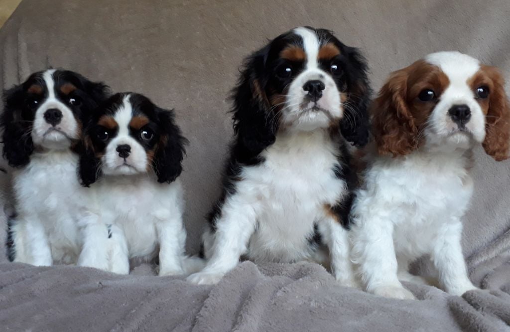 De L'Elite Du Kevezer - Cavalier King Charles Spaniel - Portée née le 05/05/2018