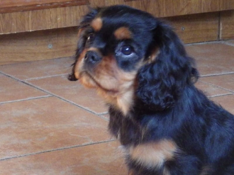 De L'Elite Du Kevezer - Cavalier King Charles Spaniel - Portée née le 20/08/2014