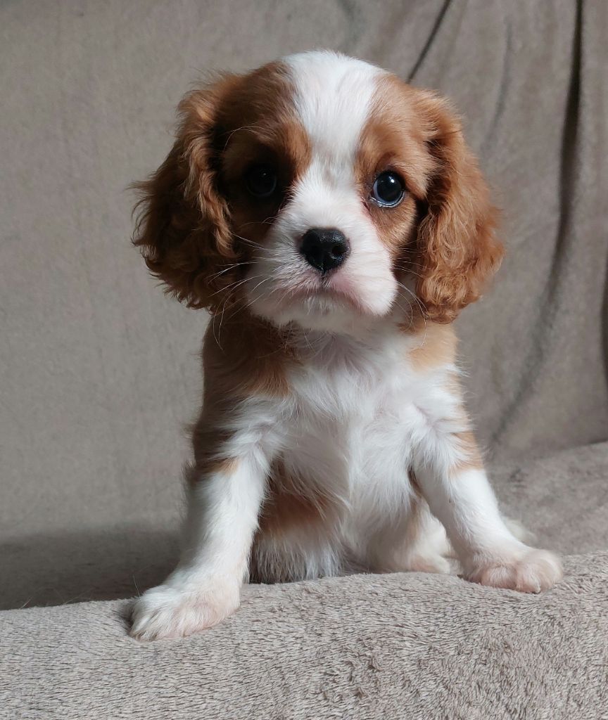 De L'Elite Du Kevezer - Cavalier King Charles Spaniel - Portée née le 22/05/2021