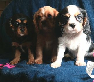 De L'Elite Du Kevezer - Cavalier King Charles Spaniel - Portée née le 31/12/2023