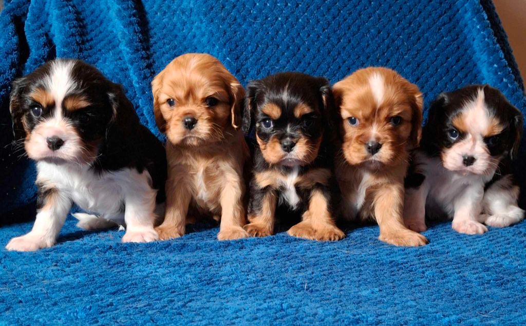 Chiot Cavalier King Charles Spaniel De L'Elite Du Kevezer