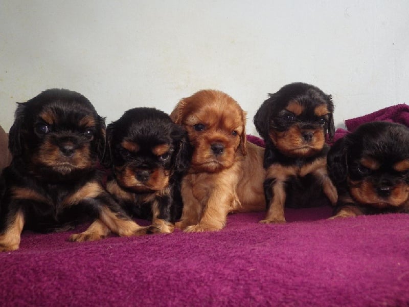 De L'Elite Du Kevezer - Cavalier King Charles Spaniel - Portée née le 27/06/2015