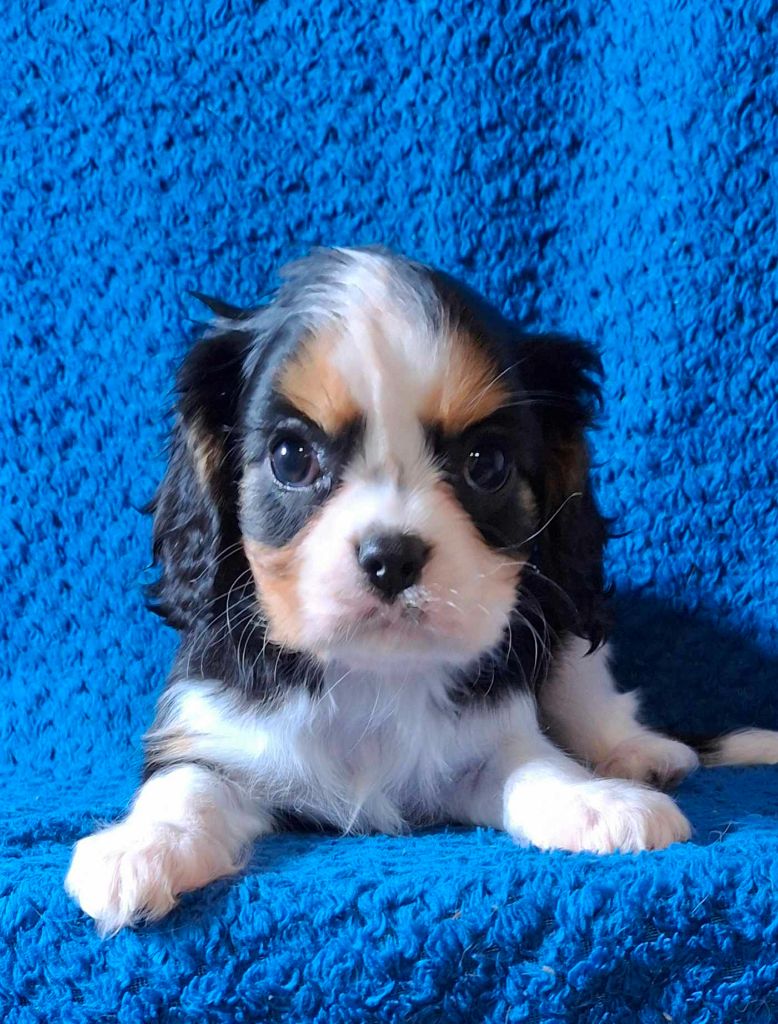 De L'Elite Du Kevezer - Chiots disponibles - Cavalier King Charles Spaniel