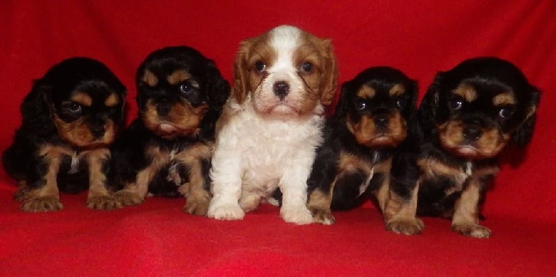 De L'Elite Du Kevezer - Cavalier King Charles Spaniel - Portée née le 17/01/2016