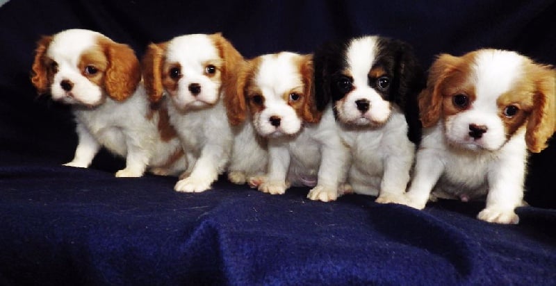 De L'Elite Du Kevezer - Cavalier King Charles Spaniel - Portée née le 11/10/2015