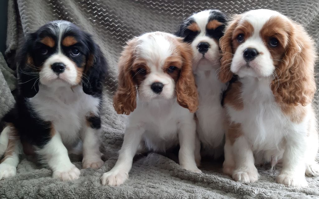 De L'Elite Du Kevezer - Cavalier King Charles Spaniel - Portée née le 10/03/2019