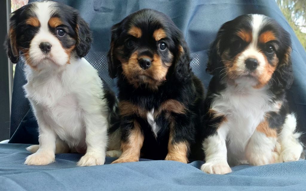 De L'Elite Du Kevezer - Cavalier King Charles Spaniel - Portée née le 08/03/2022