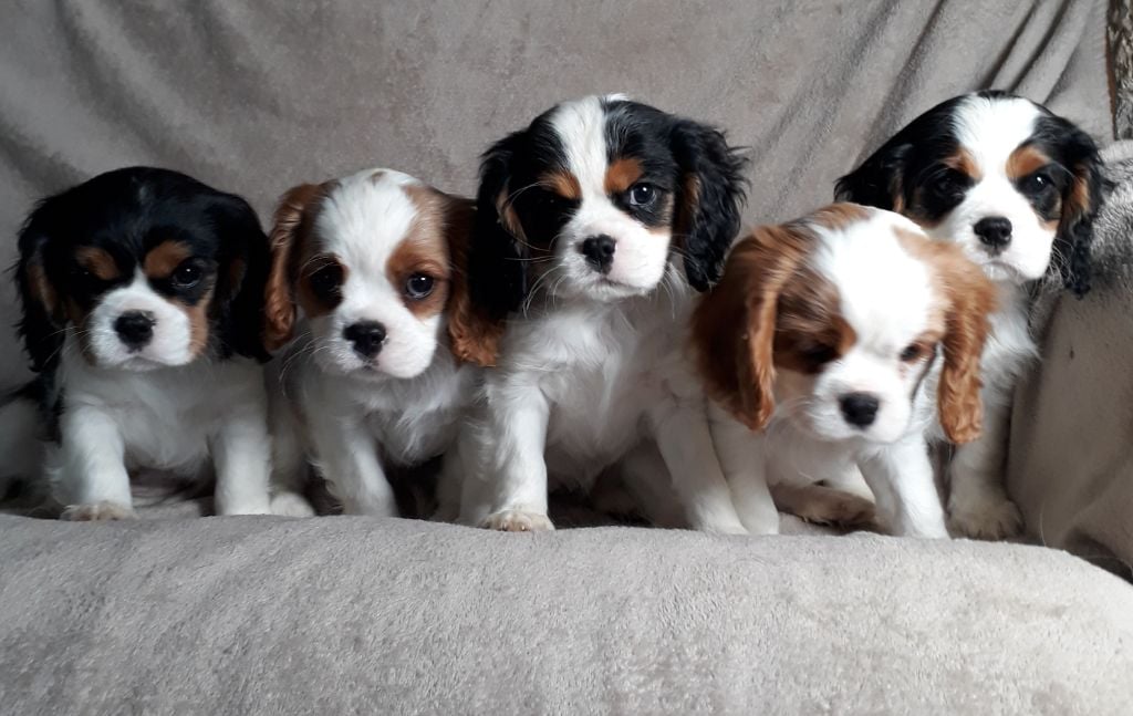 De L'Elite Du Kevezer - Cavalier King Charles Spaniel - Portée née le 18/01/2021