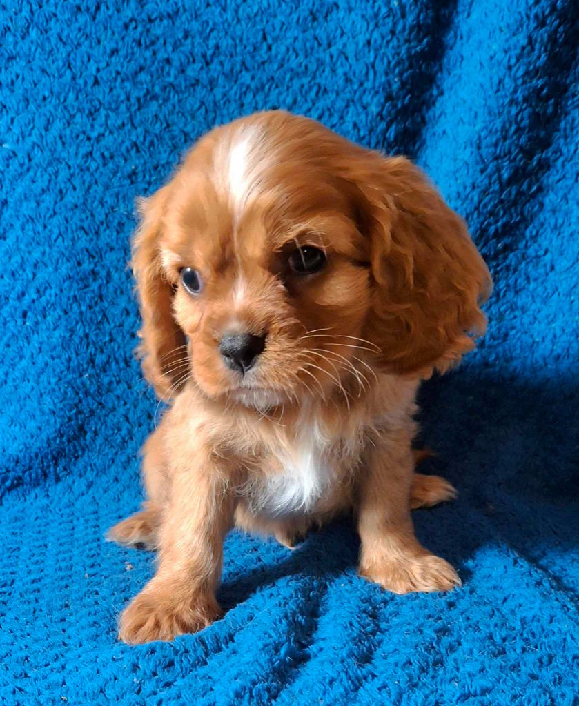 De L'Elite Du Kevezer - Chiots disponibles - Cavalier King Charles Spaniel