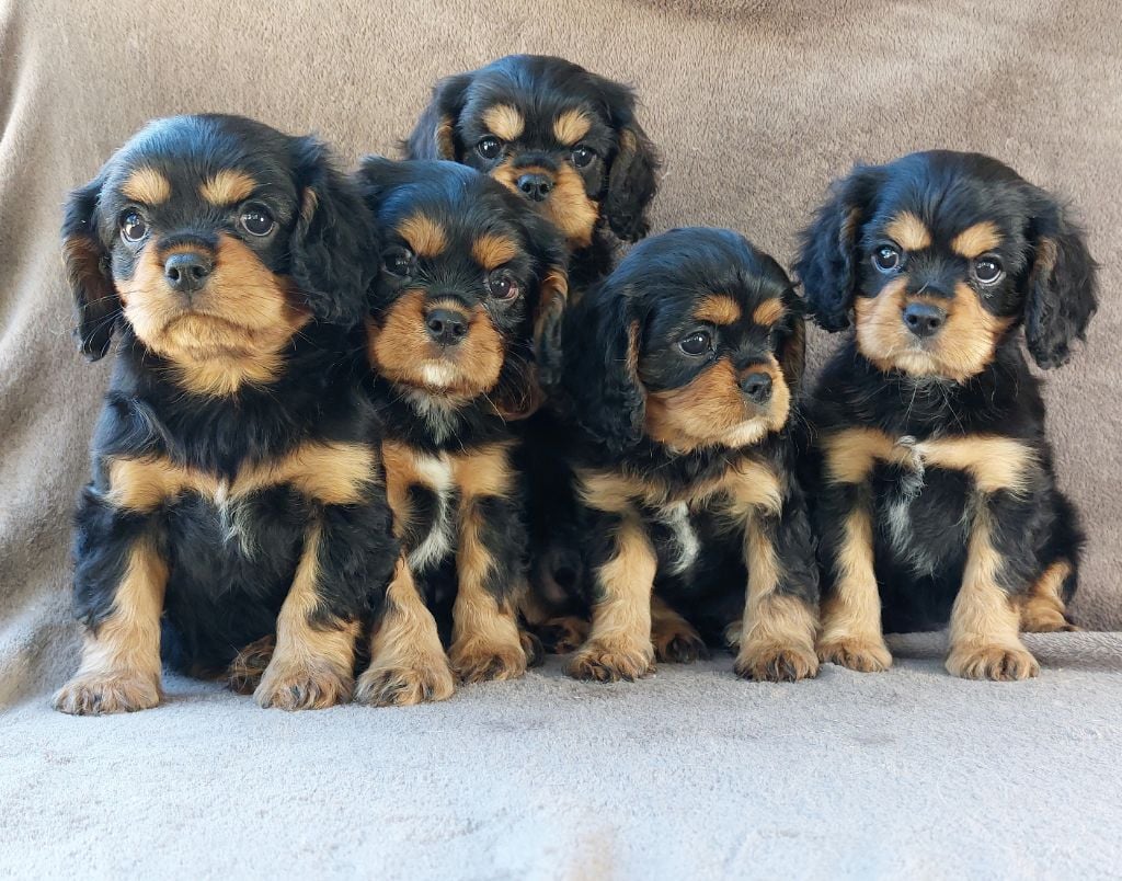 De L'Elite Du Kevezer - Cavalier King Charles Spaniel - Portée née le 11/09/2021