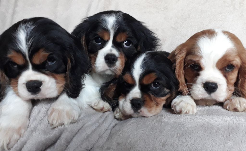 De L'Elite Du Kevezer - Cavalier King Charles Spaniel - Portée née le 17/11/2018