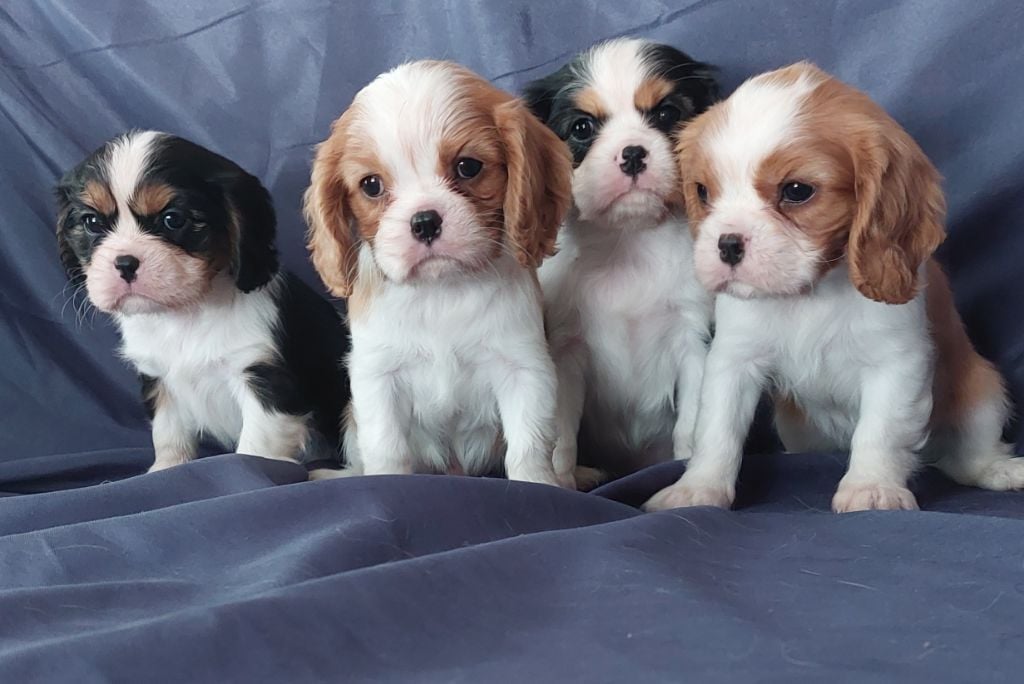 De L'Elite Du Kevezer - Cavalier King Charles Spaniel - Portée née le 29/05/2022