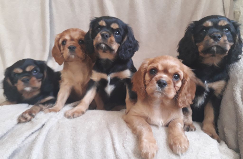 De L'Elite Du Kevezer - Cavalier King Charles Spaniel - Portée née le 15/08/2019