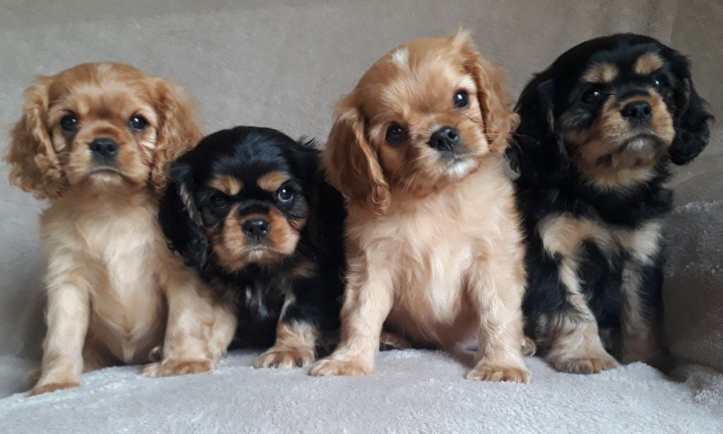 De L'Elite Du Kevezer - Cavalier King Charles Spaniel - Portée née le 04/04/2018