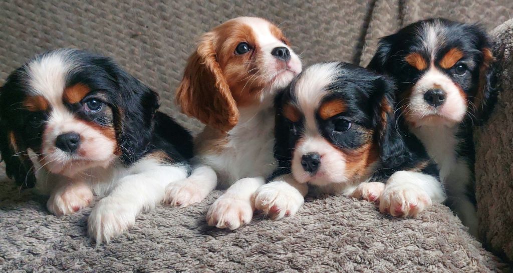 De L'Elite Du Kevezer - Cavalier King Charles Spaniel - Portée née le 05/05/2021