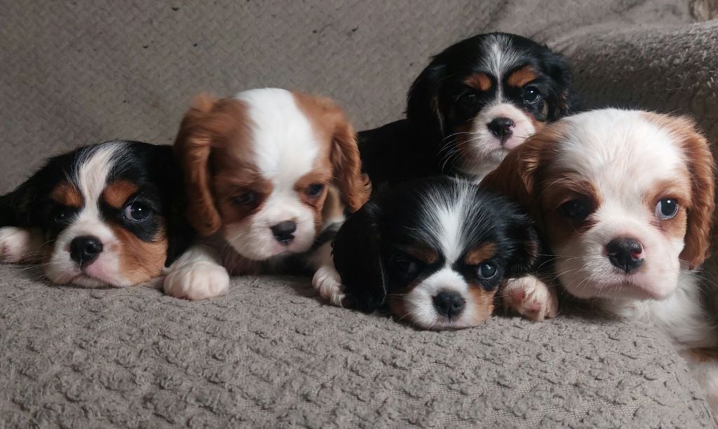 De L'Elite Du Kevezer - Cavalier King Charles Spaniel - Portée née le 17/04/2021