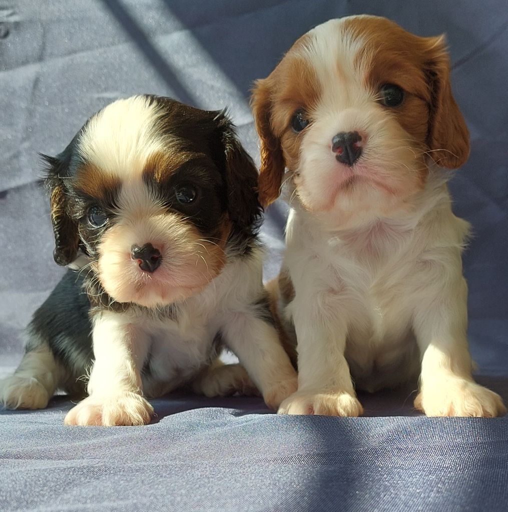 De L'Elite Du Kevezer - Cavalier King Charles Spaniel - Portée née le 30/05/2022