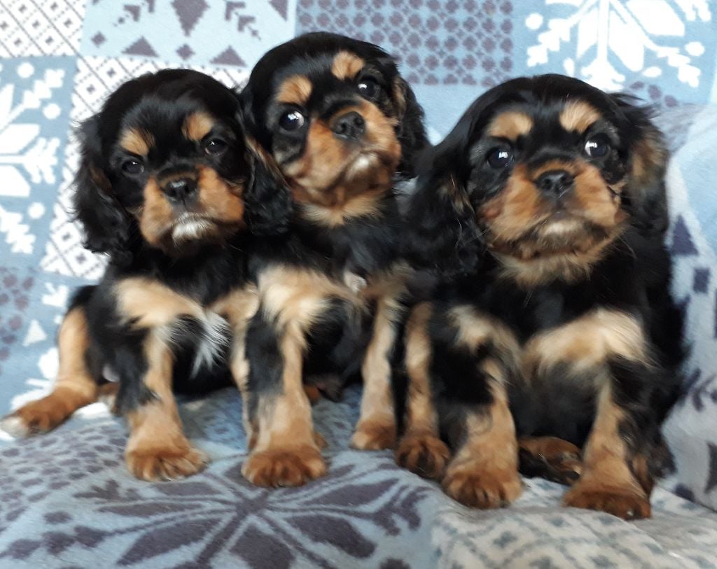 De L'Elite Du Kevezer - Cavalier King Charles Spaniel - Portée née le 06/01/2018