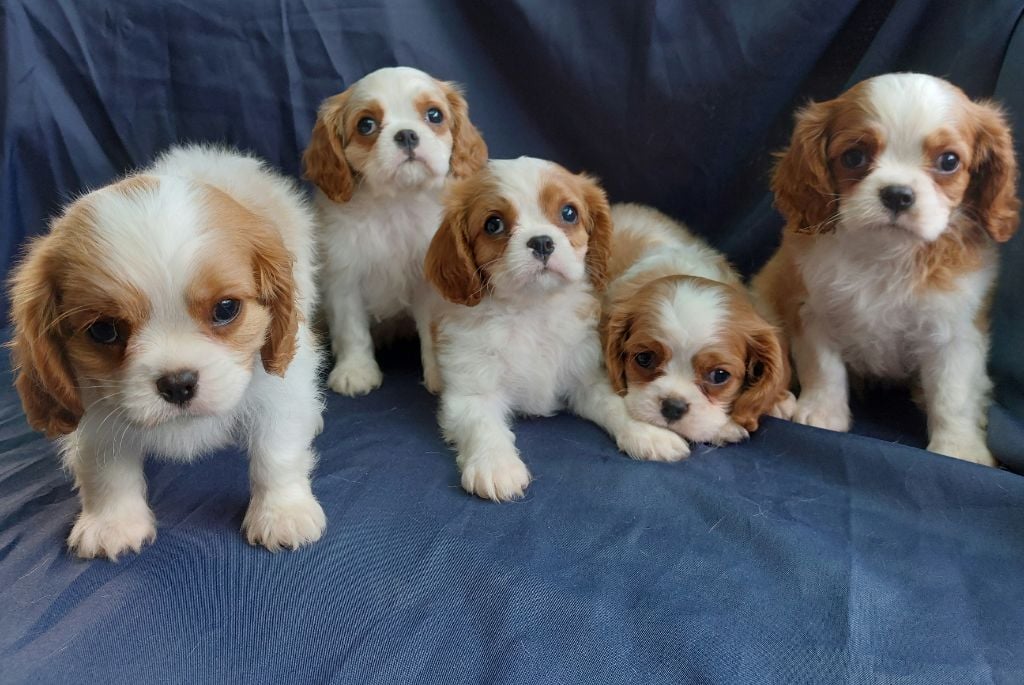 De L'Elite Du Kevezer - Cavalier King Charles Spaniel - Portée née le 27/07/2022