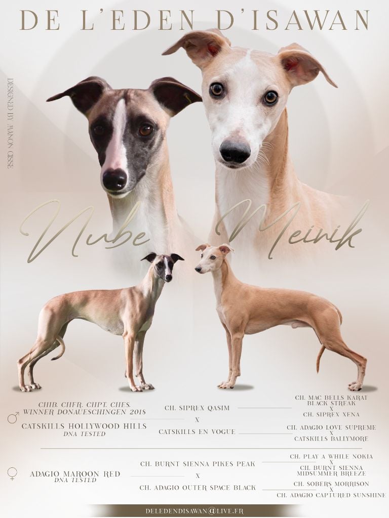 Chiot Whippet De L'Eden D'Isawan