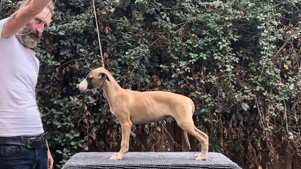 De L'Eden D'Isawan - Chiots disponibles - Whippet