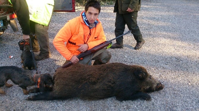 pey de gallin - CHIENS DEBOURRES SUR SANGLIER