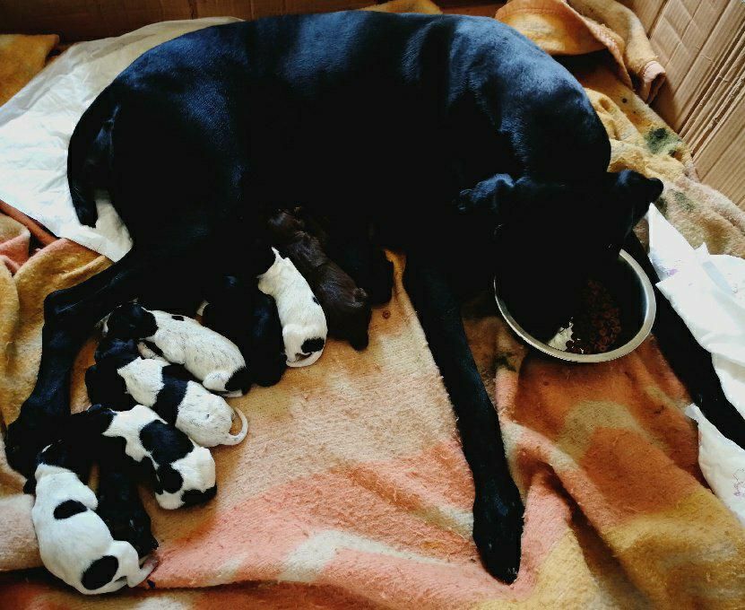 Chiot Braque allemand à poil court Du defends De Cabasson