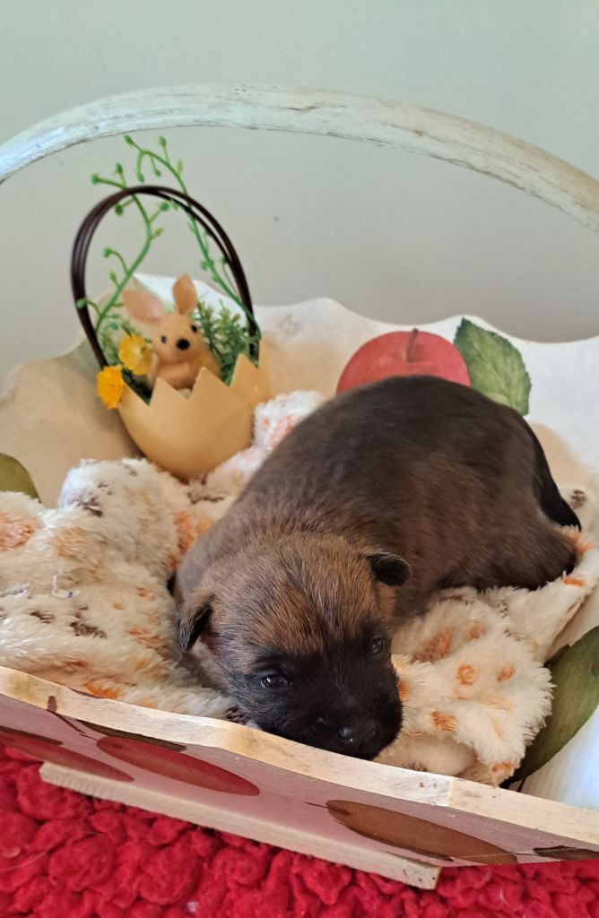 Du moulin de labatut - Chiots disponibles - Cairn Terrier