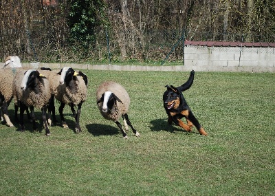 De La Terre Sacrée De Marius - Danaïs et ses premiers moutons au Club Canin Tarbais