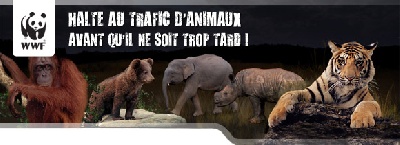 De La Terre Sacrée De Marius - HALTE AU TRAFIC D'ANIMAUX