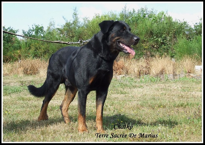 De La Terre Sacrée De Marius - Adulte cherche une bonne famille