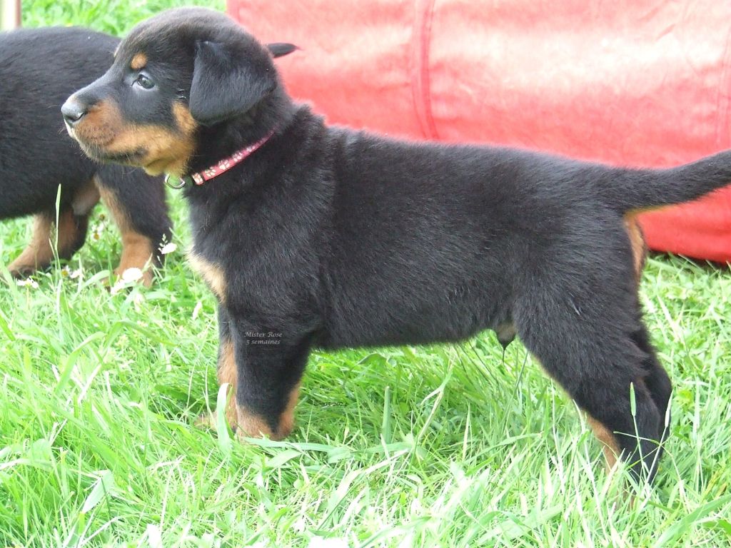 Chiots disponibles fin juin 