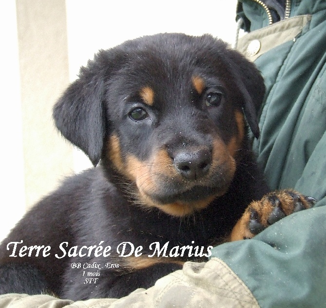 De La Terre Sacrée De Marius - Les truffes ont 1 mois