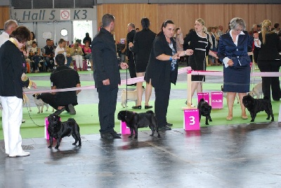 Du chevalier de saint maxime - Nos Champions noirs ont brillés au CHAMPIONNAT DU MONDE