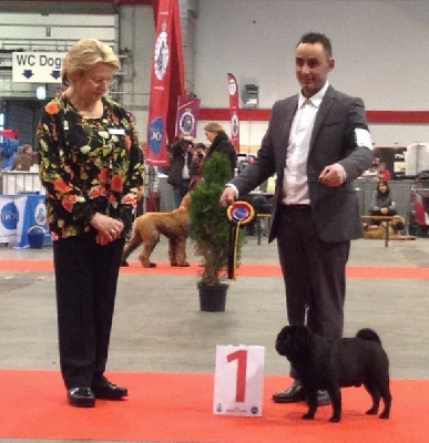 Du chevalier de saint maxime - BRUSSELS DOG SHOW 