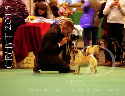 Du chevalier de saint maxime - CRUFTS 2013